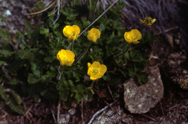 APII jpeg image of Ranunculus niphophilus  © contact APII