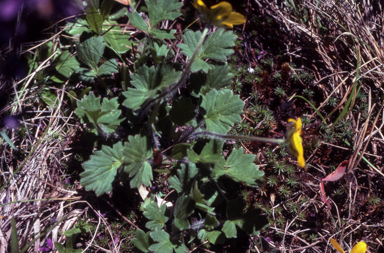 APII jpeg image of Ranunculus sp.  © contact APII