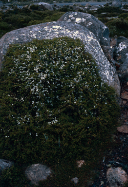 APII jpeg image of Leptospermum rupestre  © contact APII