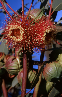 APII jpeg image of Eucalyptus youngiana  © contact APII