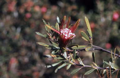 APII jpeg image of Lambertia formosa  © contact APII