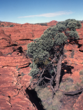 APII jpeg image of Callitris glaucophylla  © contact APII