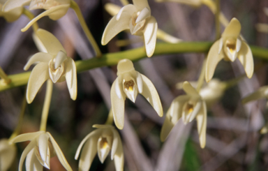 APII jpeg image of Dendrobium speciosum  © contact APII