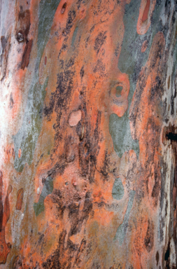 APII jpeg image of Eucalyptus mannifera  © contact APII