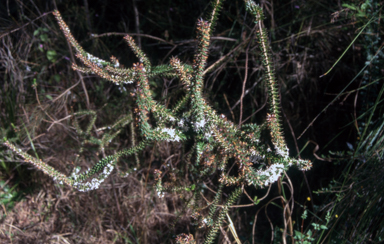 APII jpeg image of Epacris purpurascens var. purpurascens  © contact APII