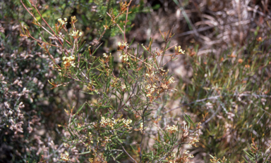 APII jpeg image of Grevillea parviflora subsp. supplicans  © contact APII