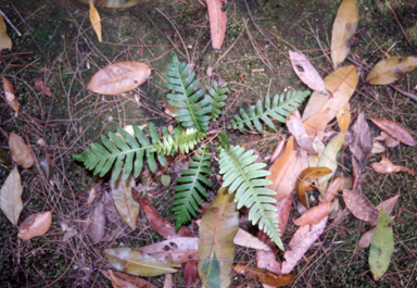 APII jpeg image of Blechnum nudum  © contact APII