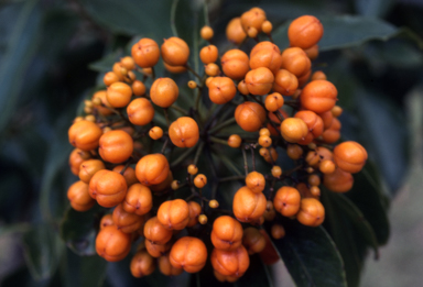 APII jpeg image of Auranticarpa rhombifolia  © contact APII