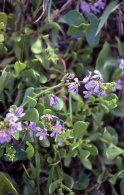 APII jpeg image of Scaevola calendulacea  © contact APII