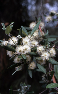 APII jpeg image of Syncarpia glomulifera  © contact APII