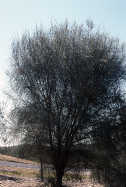 APII jpeg image of Allocasuarina verticillata  © contact APII