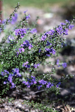 APII jpeg image of Dampiera rosmarinifolia  © contact APII