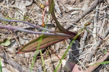 APII jpeg image of Thelymitra brevifolia  © contact APII