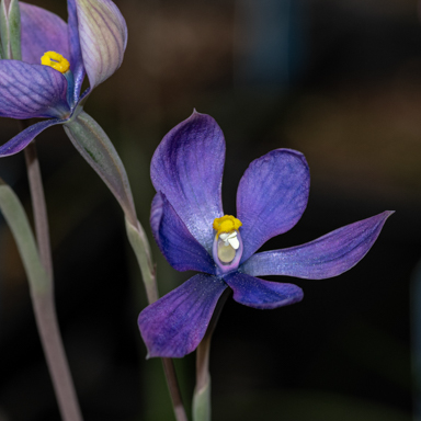 APII jpeg image of Thelymitra mackibbinii  © contact APII