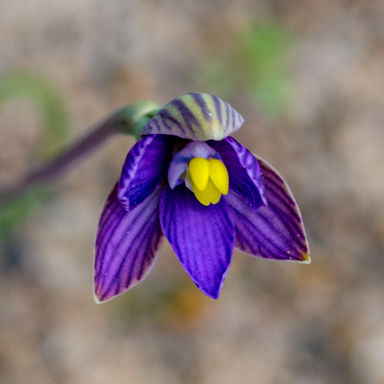 APII jpeg image of Thelymitra matthewsii  © contact APII