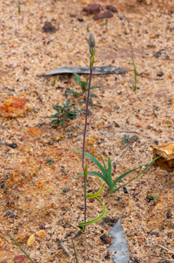 APII jpeg image of Thelymitra matthewsii  © contact APII