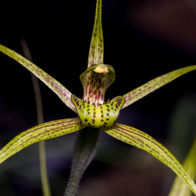APII jpeg image of Caladenia audasii  © contact APII