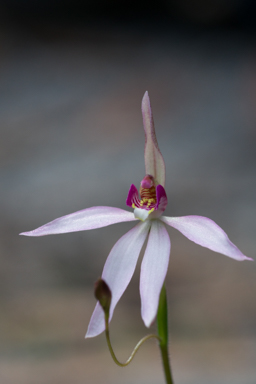 APII jpeg image of Caladenia hillmanii  © contact APII