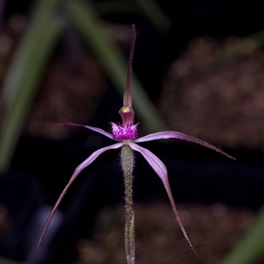 APII jpeg image of Caladenia rosella  © contact APII