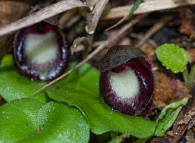 APII jpeg image of Corybas incurvus  © contact APII