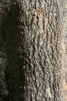 APII jpeg image of Alstonia scholaris  © contact APII