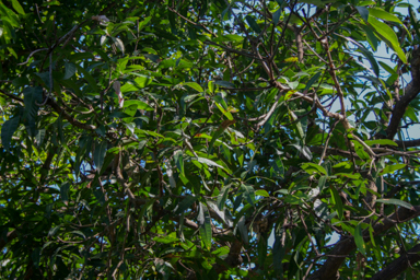 APII jpeg image of Mangifera indica  © contact APII