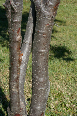 APII jpeg image of Pleiogynium timoriense  © contact APII