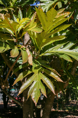 APII jpeg image of Artocarpus altilis  © contact APII