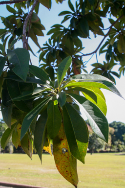 APII jpeg image of Xanthostemon chrysanthus  © contact APII