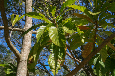 APII jpeg image of Barringtonia acutangula  © contact APII