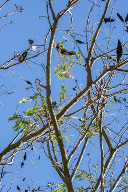 APII jpeg image of Cordia dichotoma  © contact APII