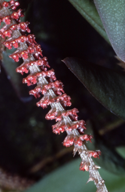 APII jpeg image of Oberonia titania  © contact APII