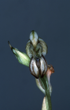 APII jpeg image of Pterostylis calceolus  © contact APII