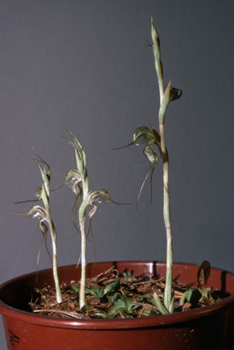 APII jpeg image of Pterostylis biseta  © contact APII