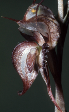 APII jpeg image of Pterostylis arenicola  © contact APII