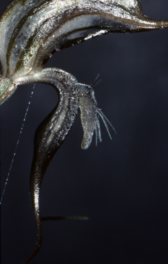 APII jpeg image of Pterostylis valida  © contact APII