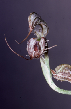 APII jpeg image of Pterostylis zebrina  © contact APII