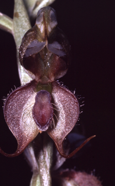 APII jpeg image of Pterostylis xerophila  © contact APII