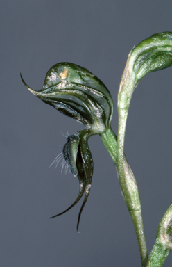 APII jpeg image of Pterostylis roensis  © contact APII