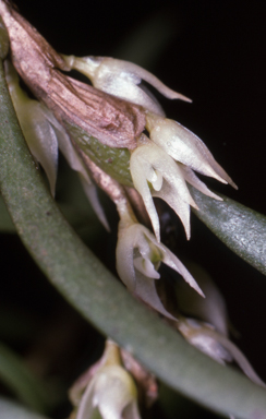 APII jpeg image of Bulbophyllum lewisense  © contact APII