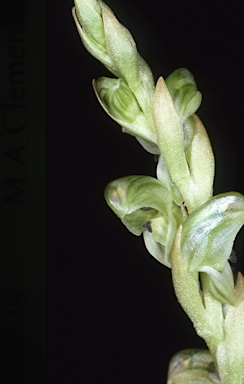 APII jpeg image of Hymenochilus pachylus  © contact APII