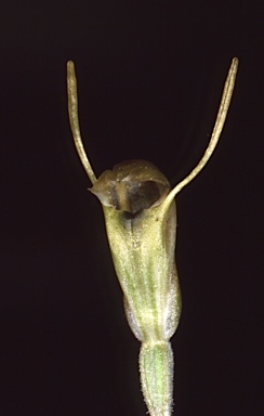 APII jpeg image of Diplodium setulosum  © contact APII