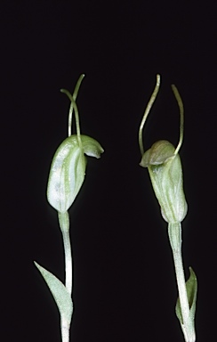 APII jpeg image of Linguella nana  © contact APII