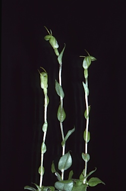 APII jpeg image of Linguella ectypha  © contact APII