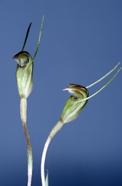 APII jpeg image of Diplodium parvum  © contact APII