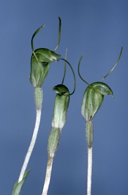 APII jpeg image of Linguella setulosa  © contact APII