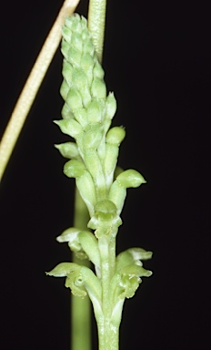 APII jpeg image of Microtis eremicola  © contact APII