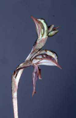 APII jpeg image of Oligochaetochilus percultus  © contact APII