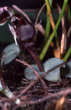 APII jpeg image of Corybas unguiculatus  © contact APII