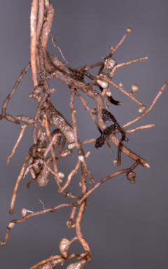 APII jpeg image of Apostasia stylidoides  © contact APII